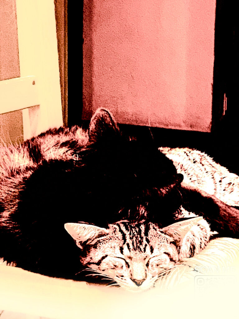 Dos gatos durmiendo